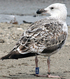 7095jp36.jpg (66909 bytes)